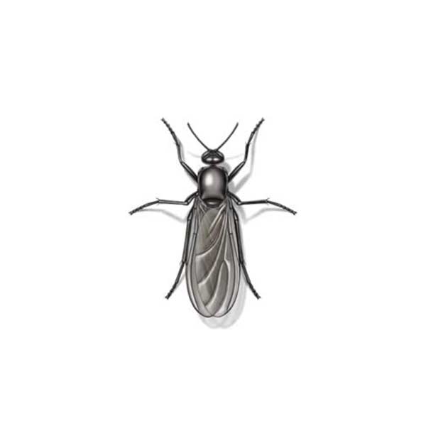 Gnat Fly Active Pest Control Pest Control and Exterminator Services