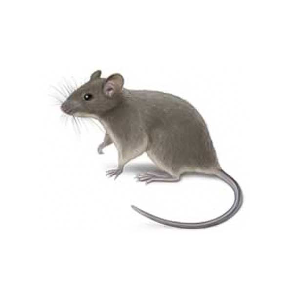 House Mice Facts & Identification Active Pest Control