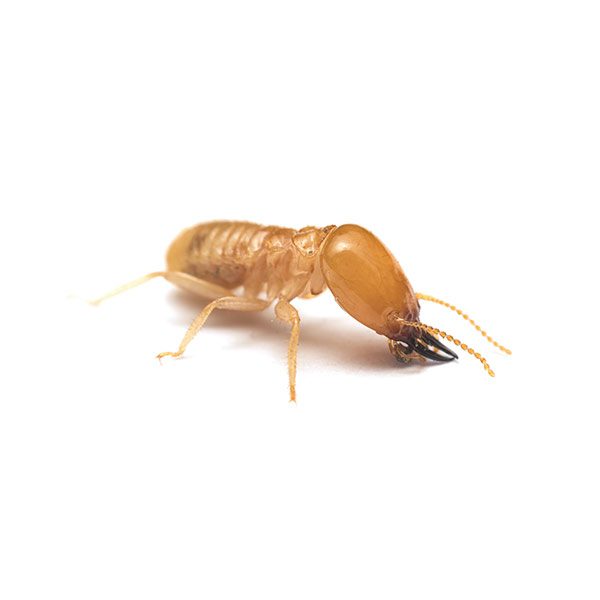 Subterranean Termite Identification & Behavior Active Pest Control Pest Control and