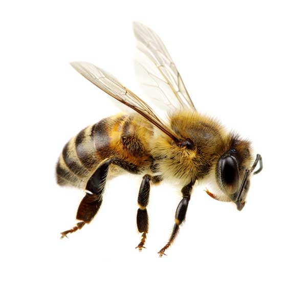 Honey Bee Identification, Habitat & Behavior Active Pest Control Pest Control and