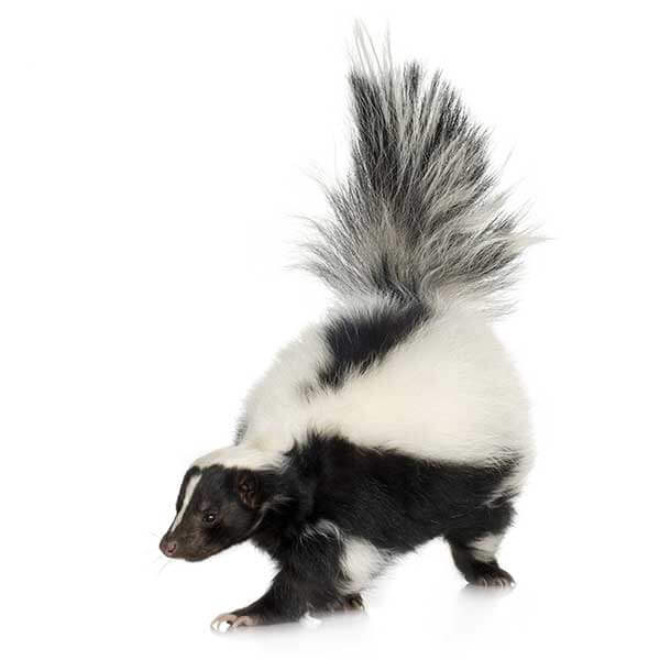 Skunk Identification, Habitat & Behavior Active Pest Control Pest