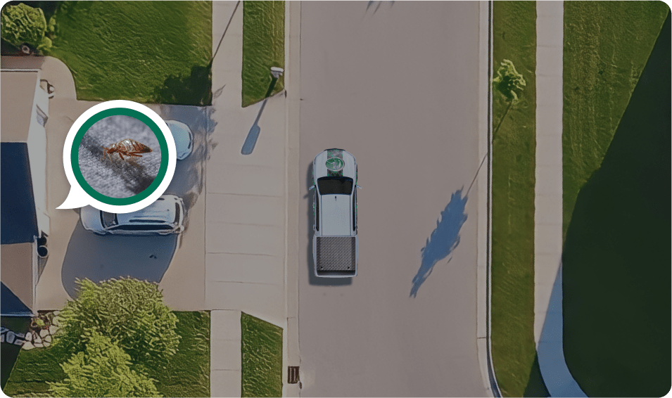 Bed Bugs Control Sydney Call Now [From 85] Bed Bugs Removal