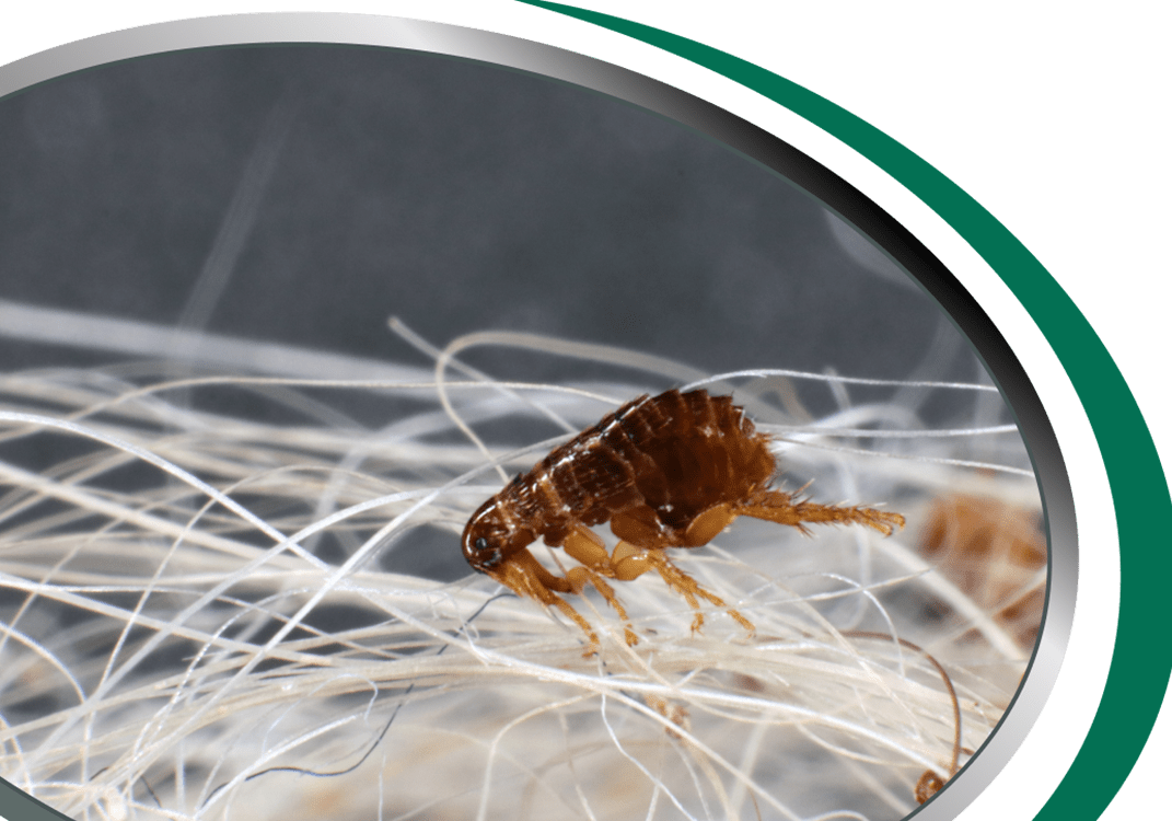 Flea Pest Control Sydney Call Now [From 85] Flea Removal Sydney