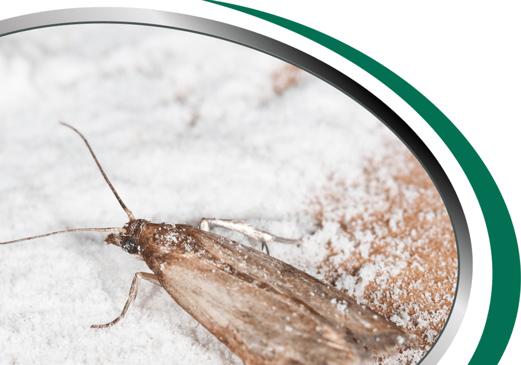 Pantry Moth Control Sydney Call Now [From 85] Pantry Moth Infestation