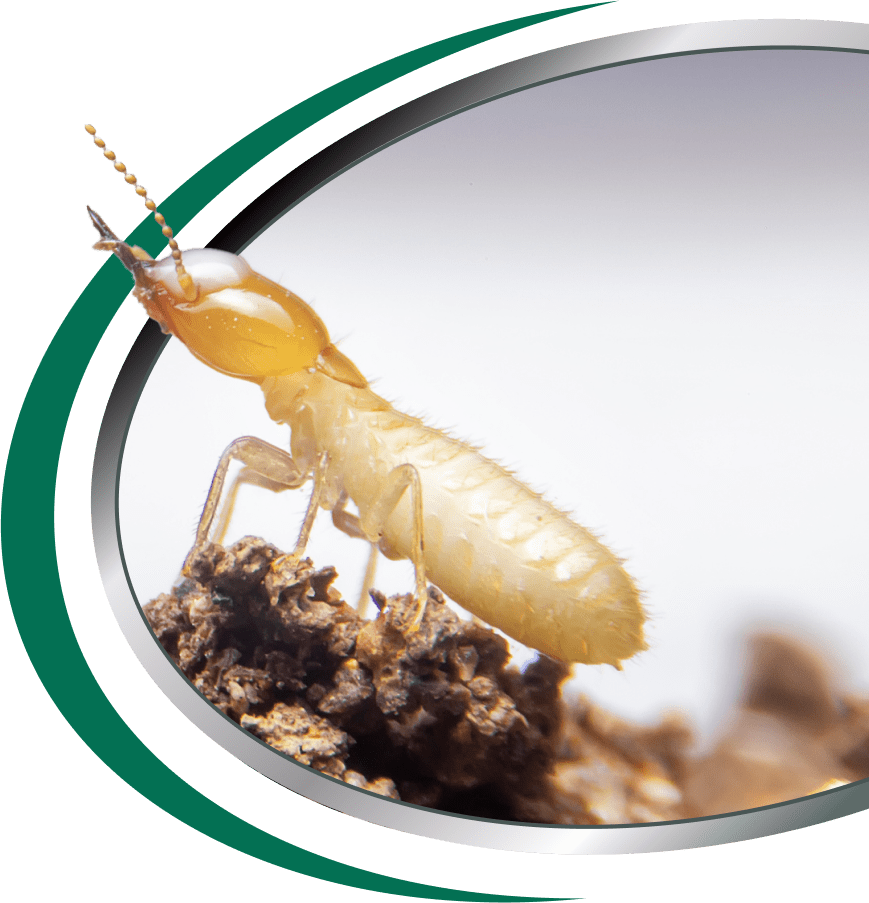 Termite Services Sydney Call Now [From 85] Termite Inspection Sydney