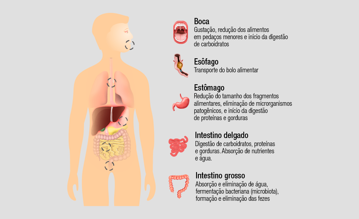 Saiba mais sobre o processo de digestÃ£o dos alimentos