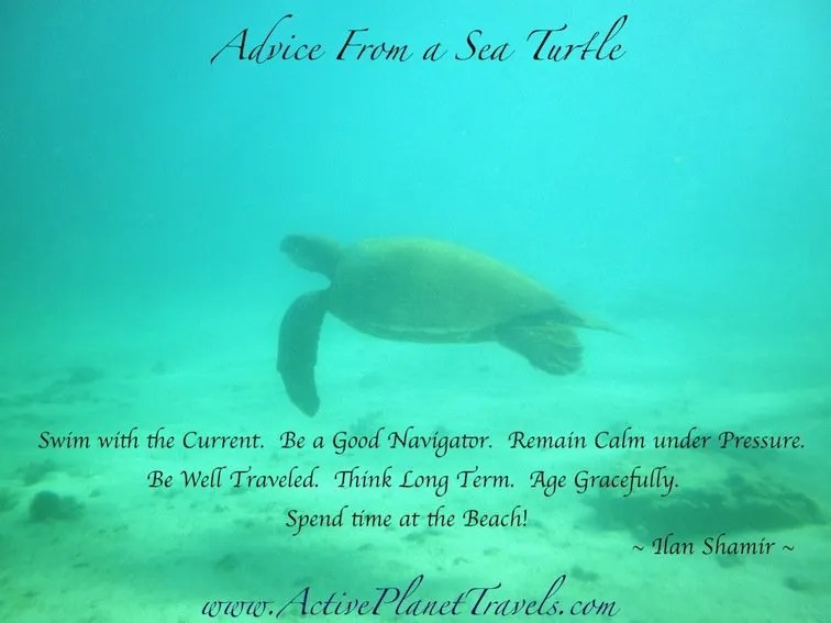 Sea Turtle Finding Nemo Quotes. QuotesGram