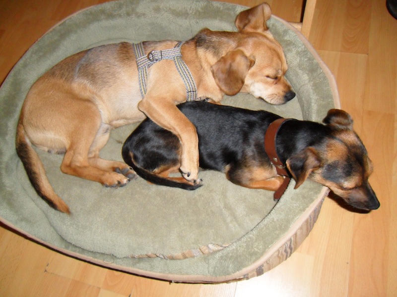 Save a Pound Puppy Camarillo Pet Adoptathon 1/2 price