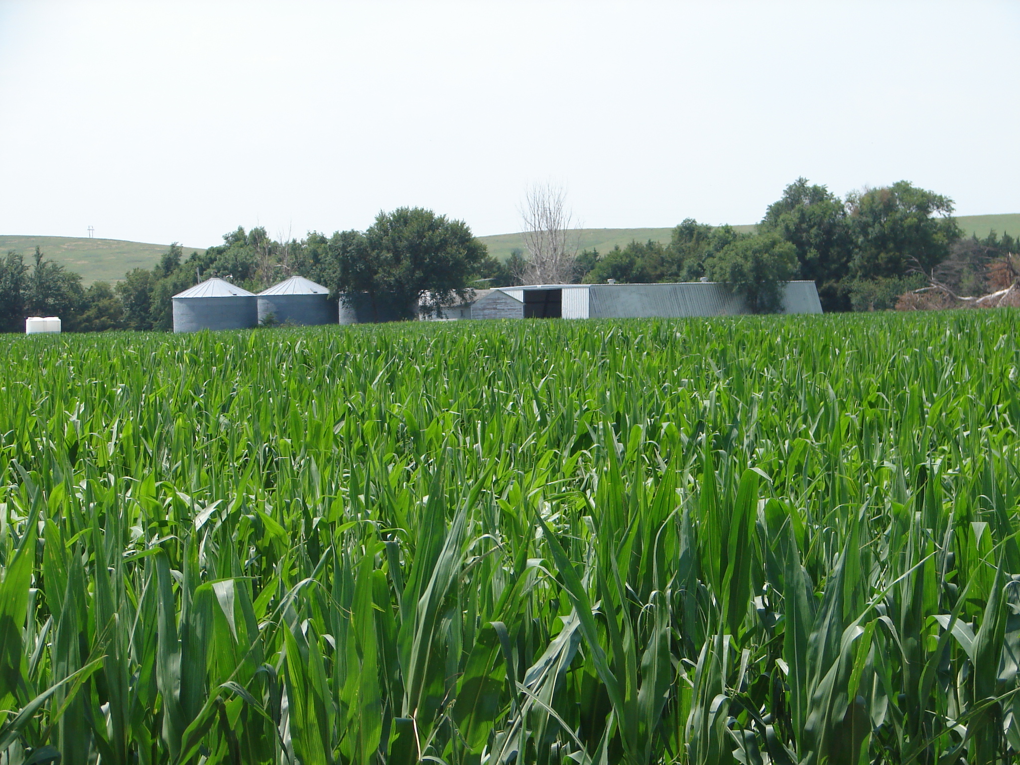 Sherman County Nebraska Farm For Sale 5 Miles South of Loup City, NE!