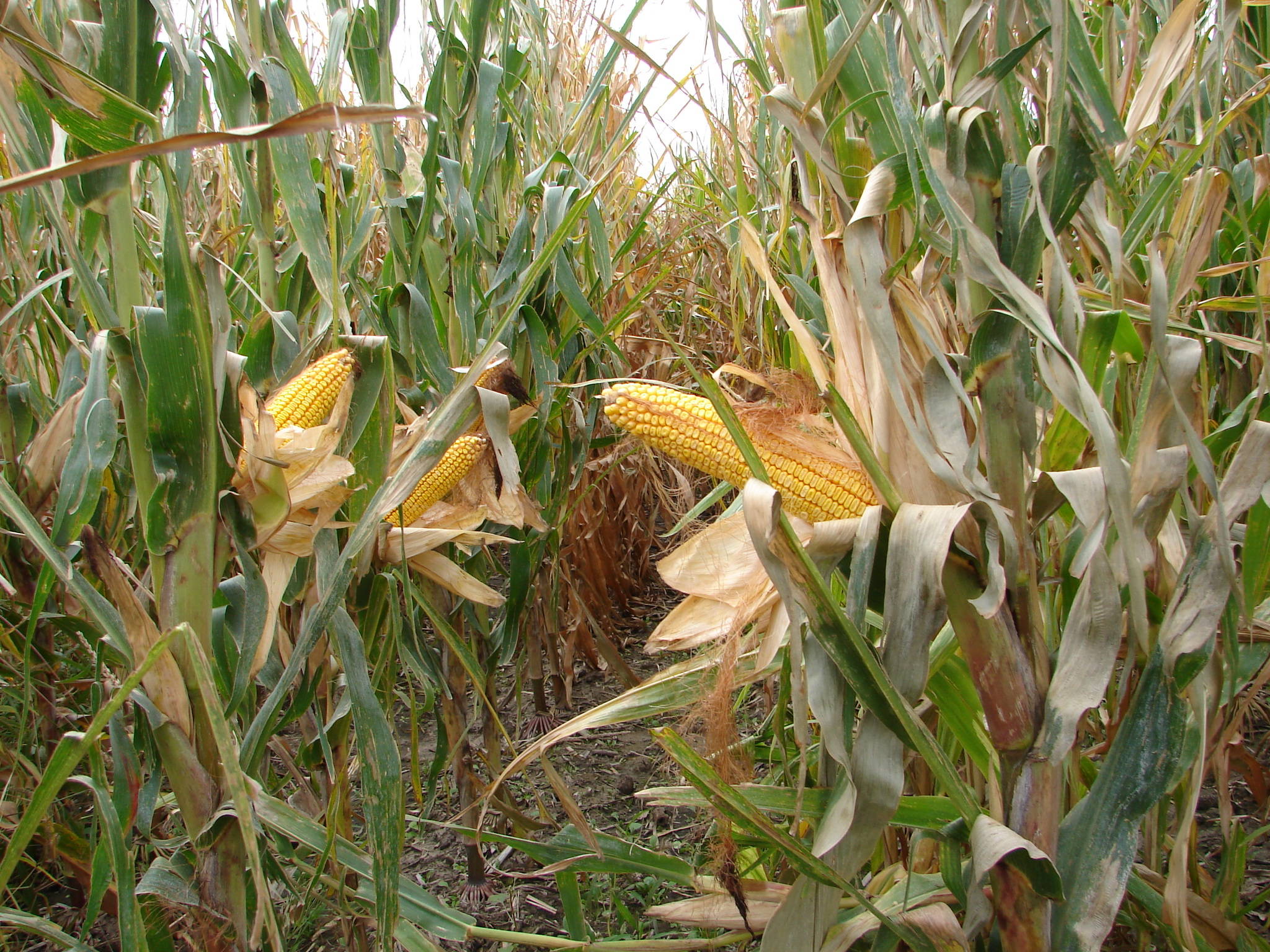 Dawson County, Nebraska Irrigated Farm For Sale 282 A