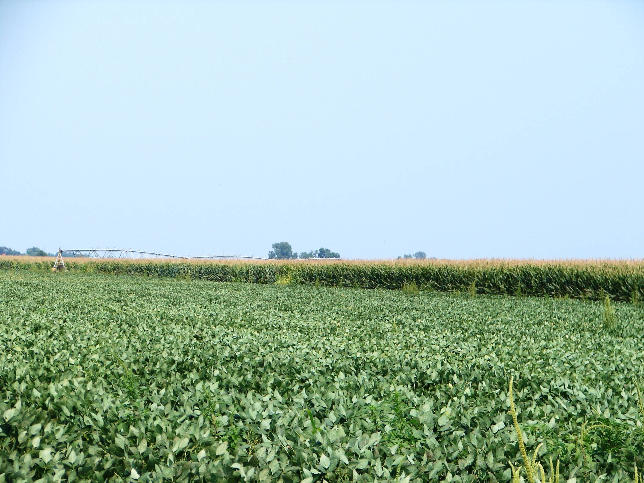Kearney County Nebraska Pivot Irrigated Farm FOR SALE!