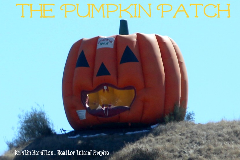 The Pumpkin Patch in Redlands/Yucaipa CA 2013