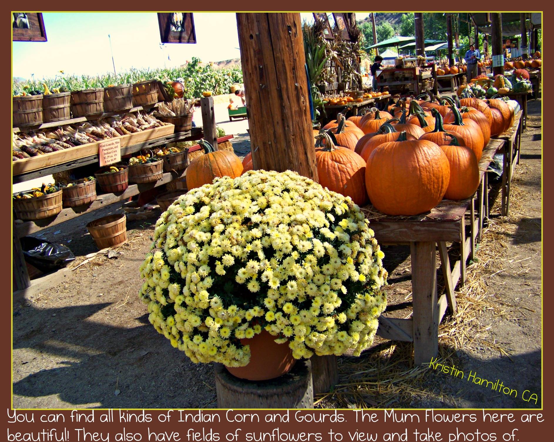 The Pumpkin Patch in Yucaipa is Fun for the Entire Fami