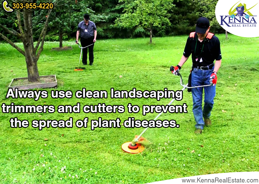 Always use clean landscaping trimmers and cutters