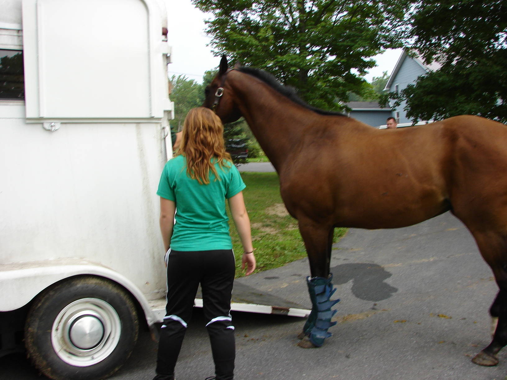 What Are the New Laws For Hauling Horses?