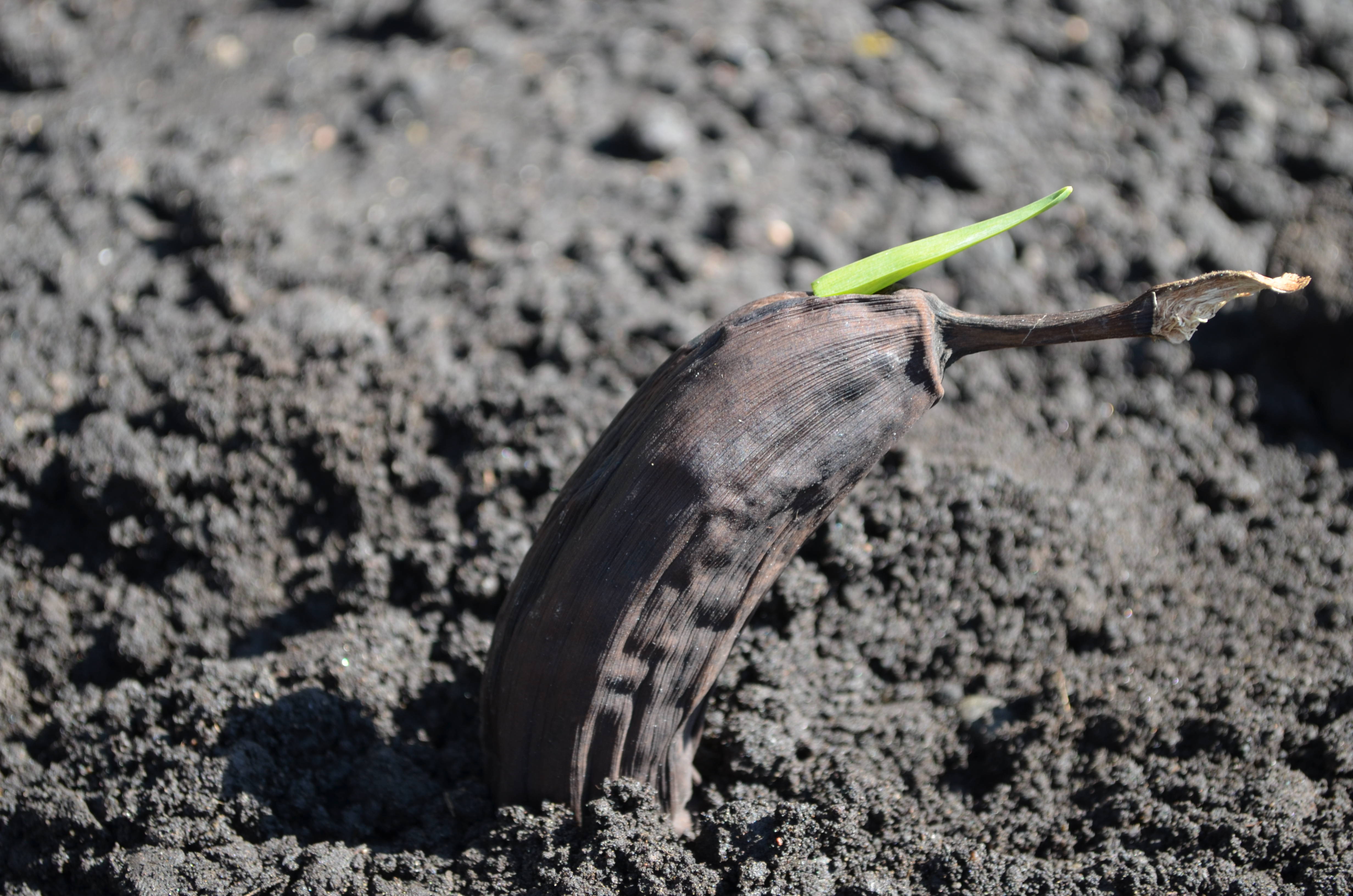 How to grow a Banana Tree...Final chapter.