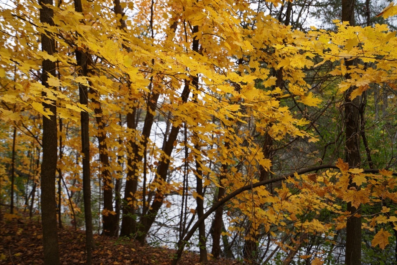 Re/Max Results 2+ Acres of Land on Indian Lake