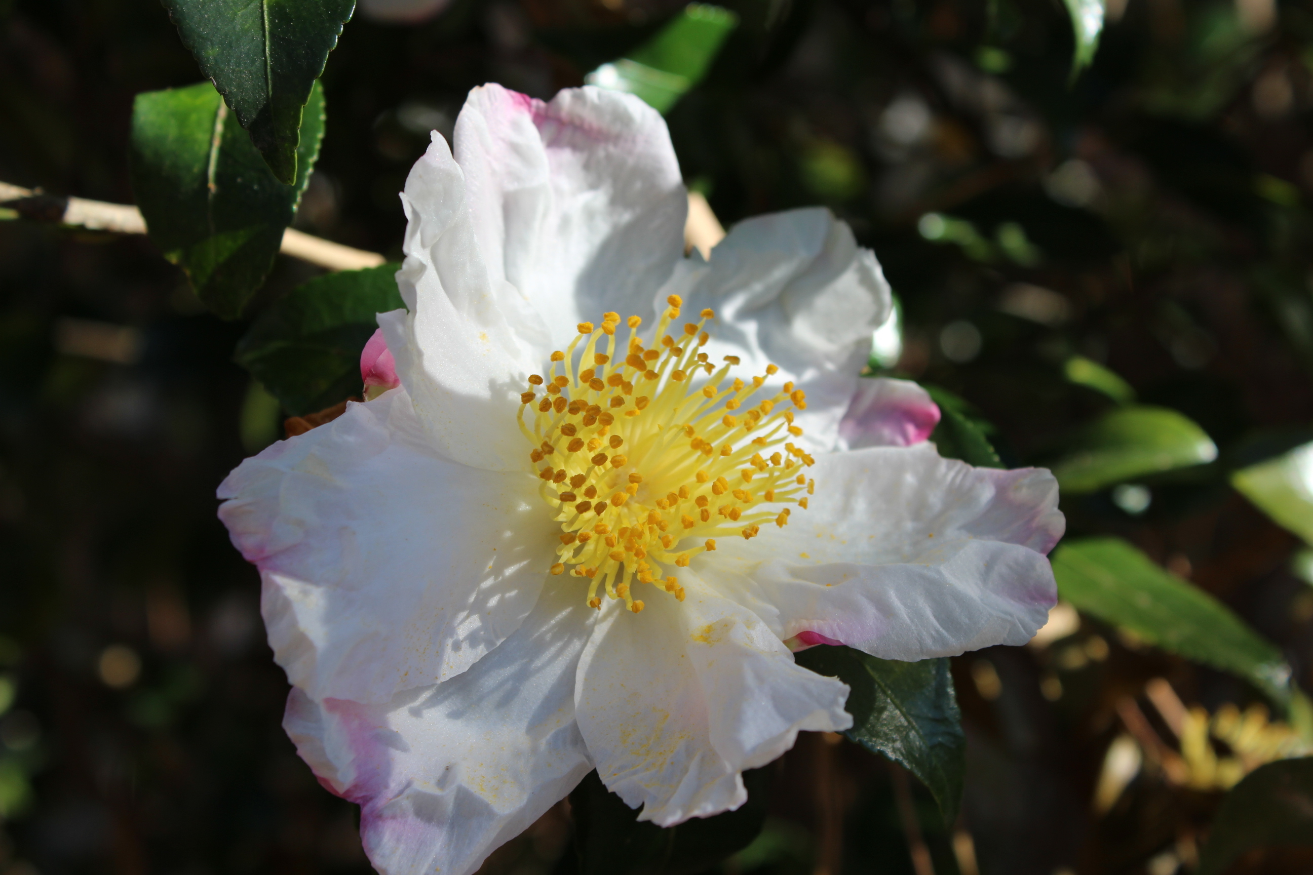 Eastern North Carolina Winter in Bloom The Camellia