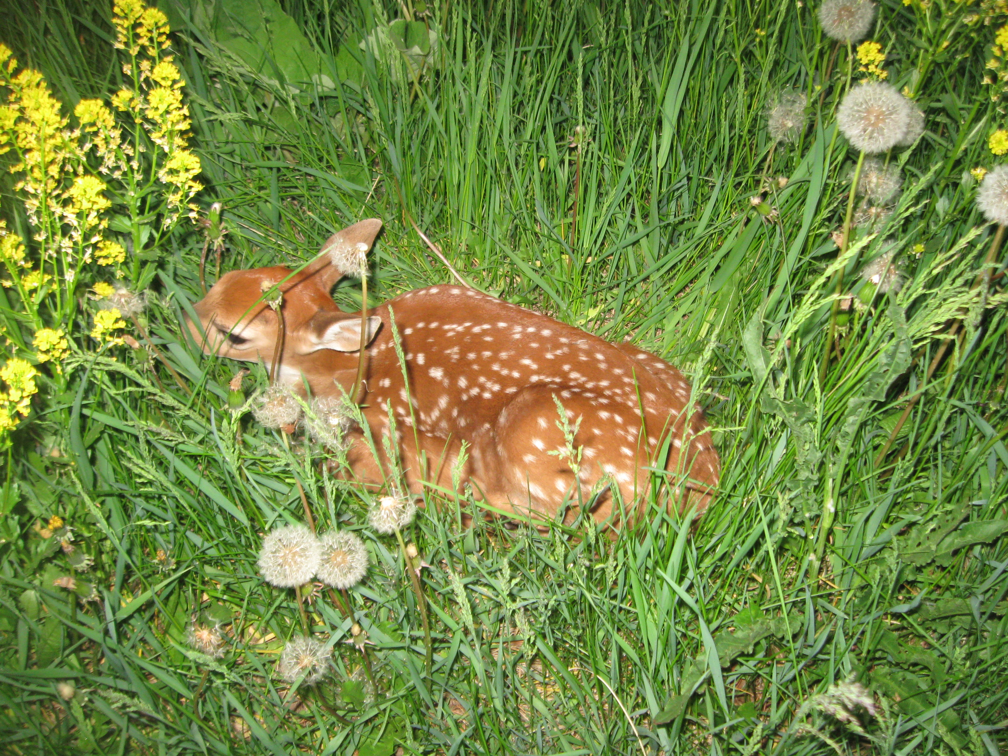 Nature in your front yard at this little Cadott country