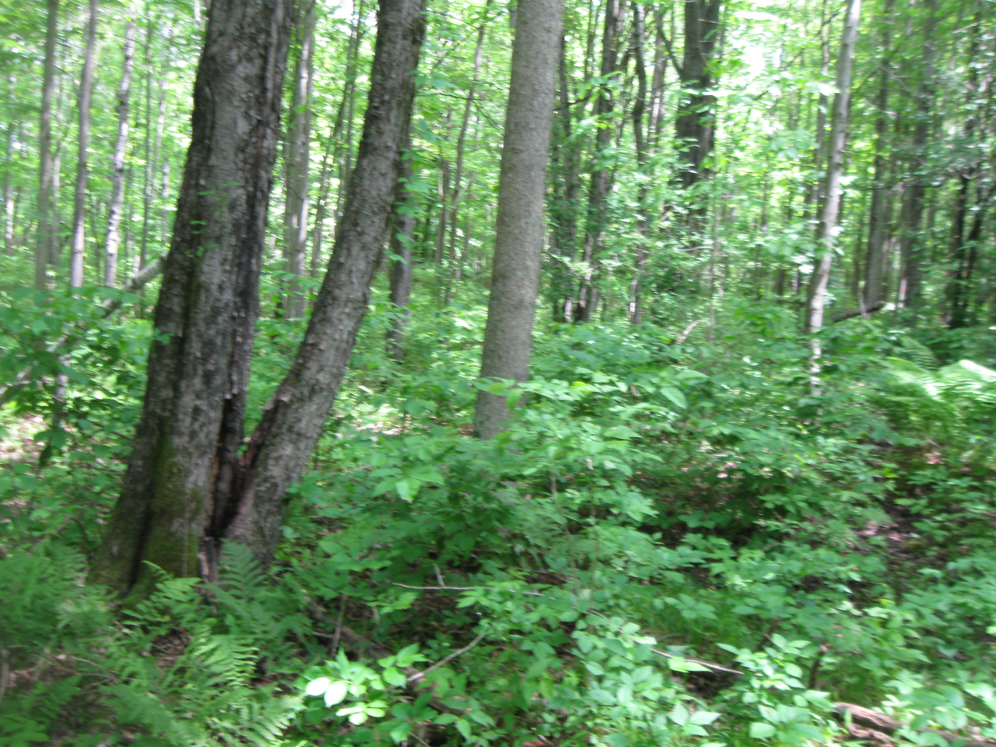 Waupaca County Forestland Hunting, Timber, Investments!