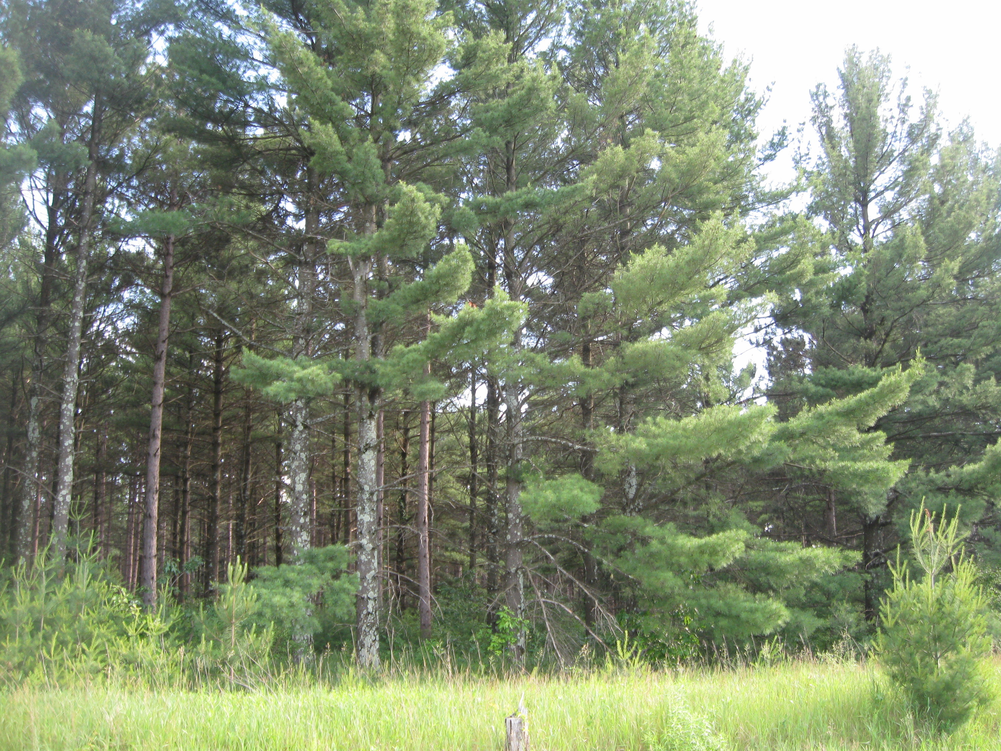 Woodland Report Dunn County; Hunting, Timber, Investm