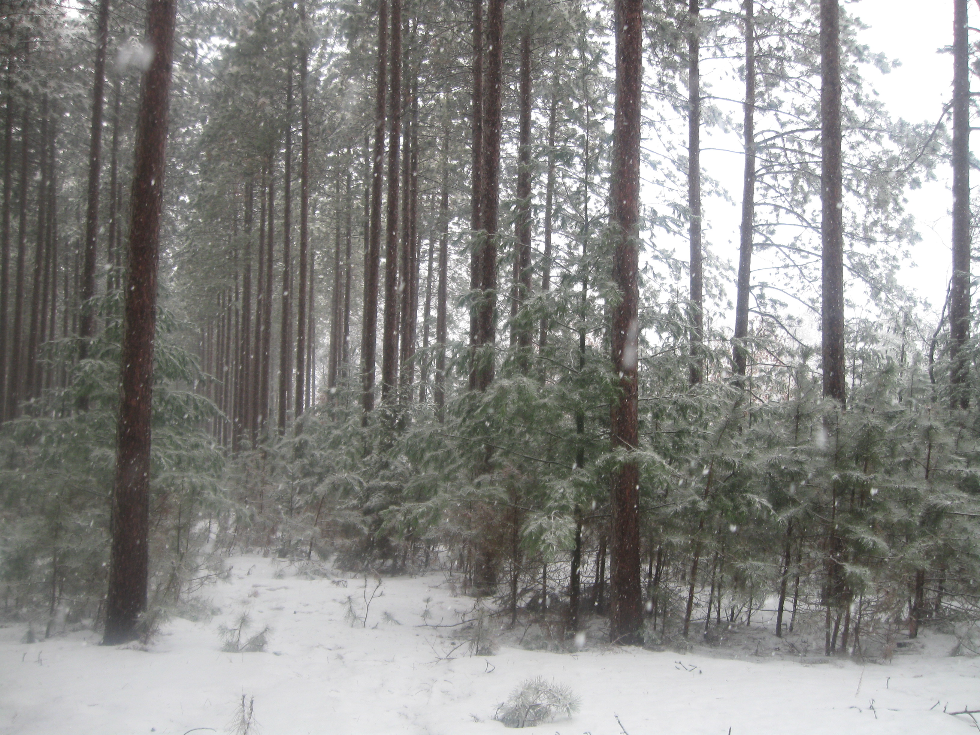 HUNTING & TIMBER LAND WANTED! DUNN COUNTY FOREST LAND