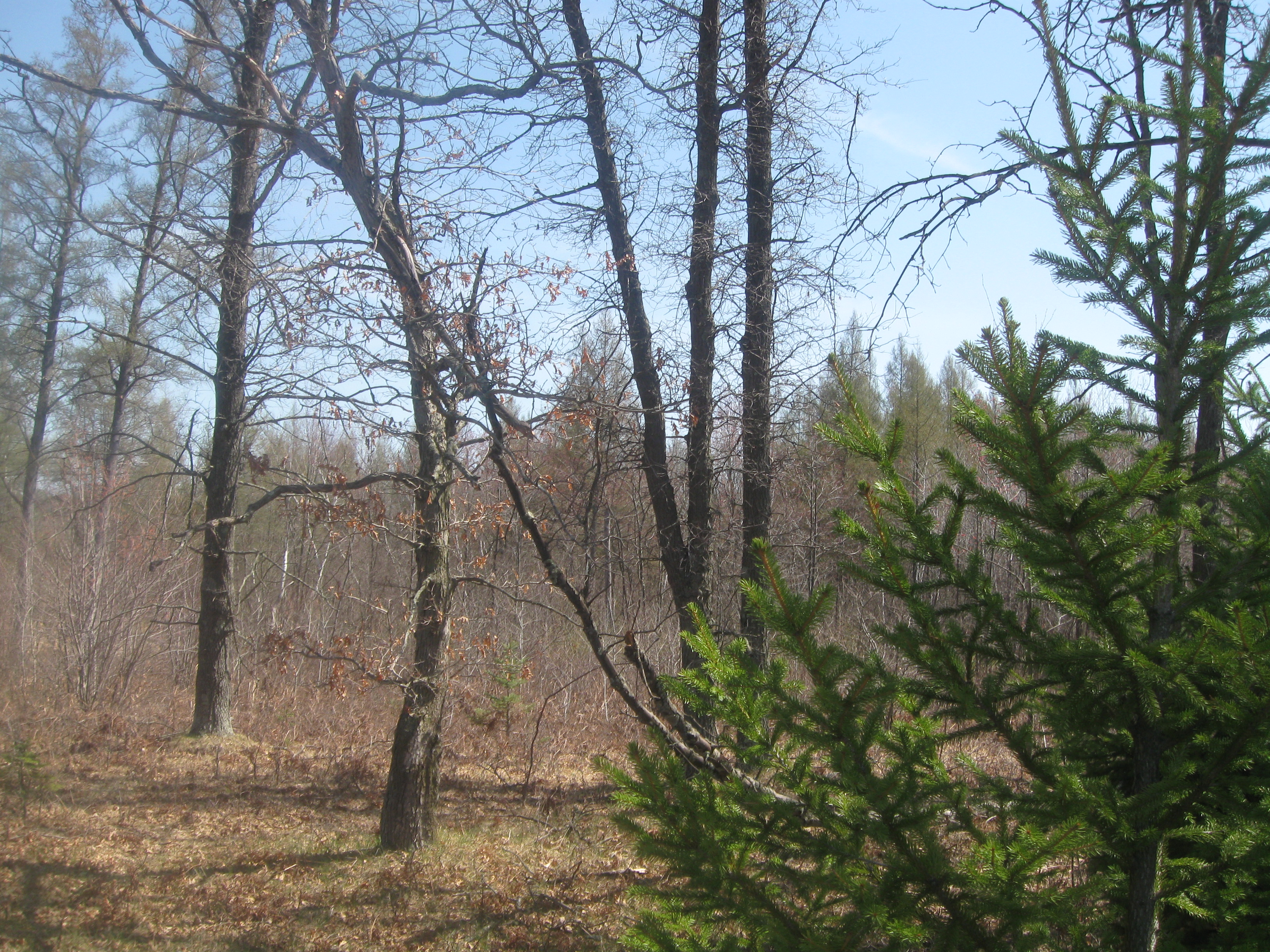 Chippewa Valley Woodland Owners Held Spring Forestry Field Day Today