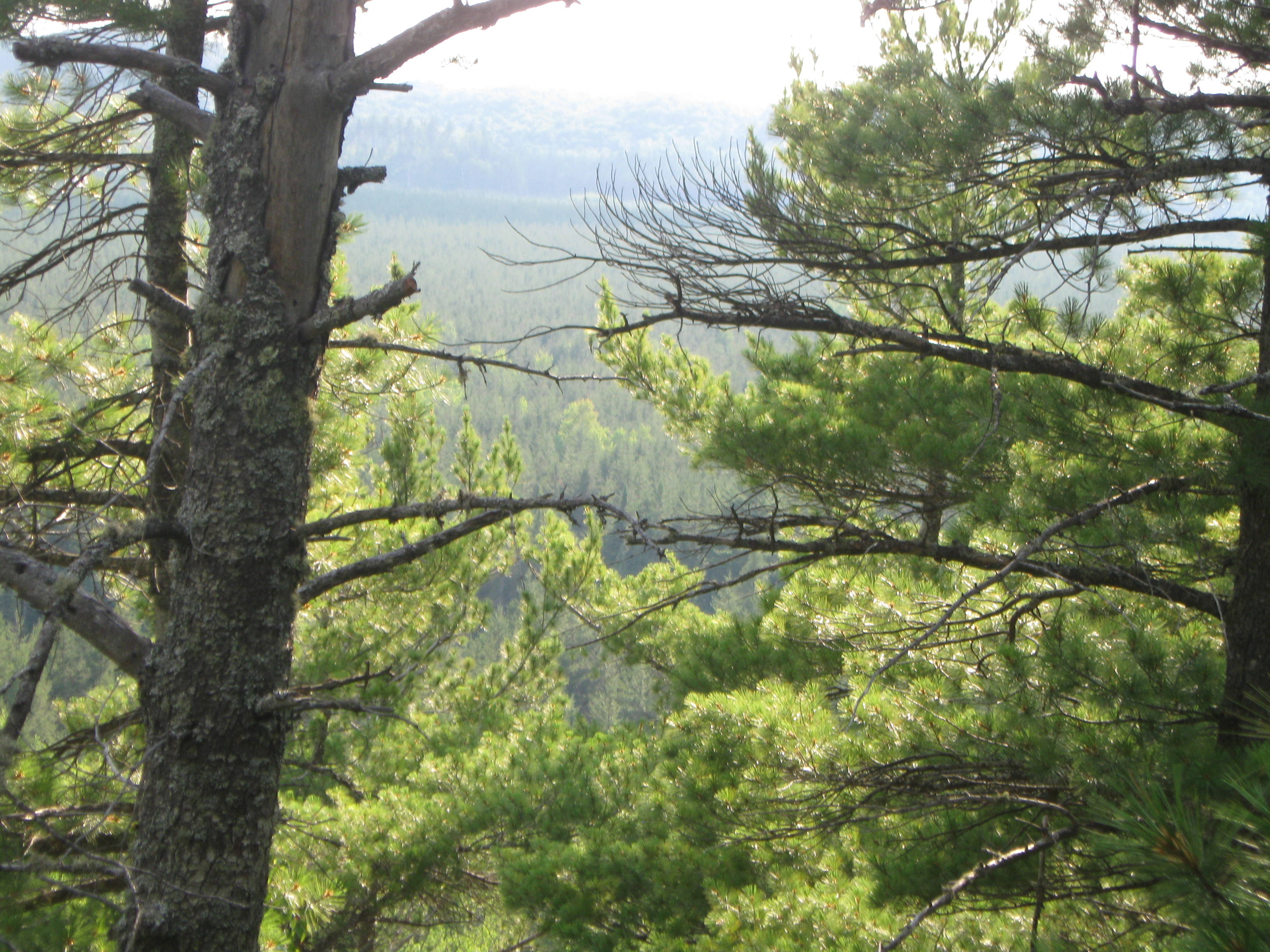 HUNTING TIMBER LAND WANTED! BUFFALO COUNTY FOREST LAND