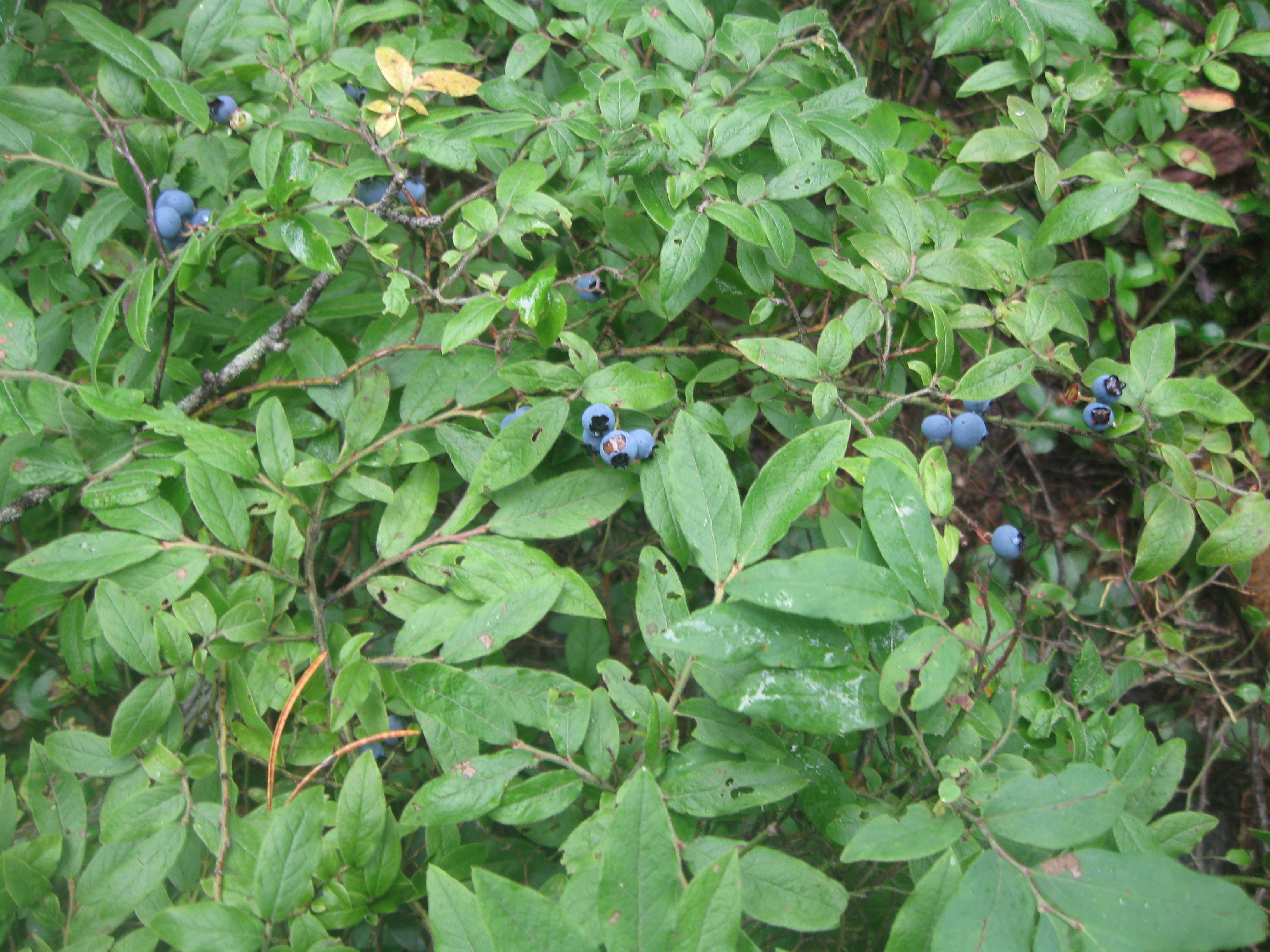 Wild Blueberries, Making Wisconsin Summer Special