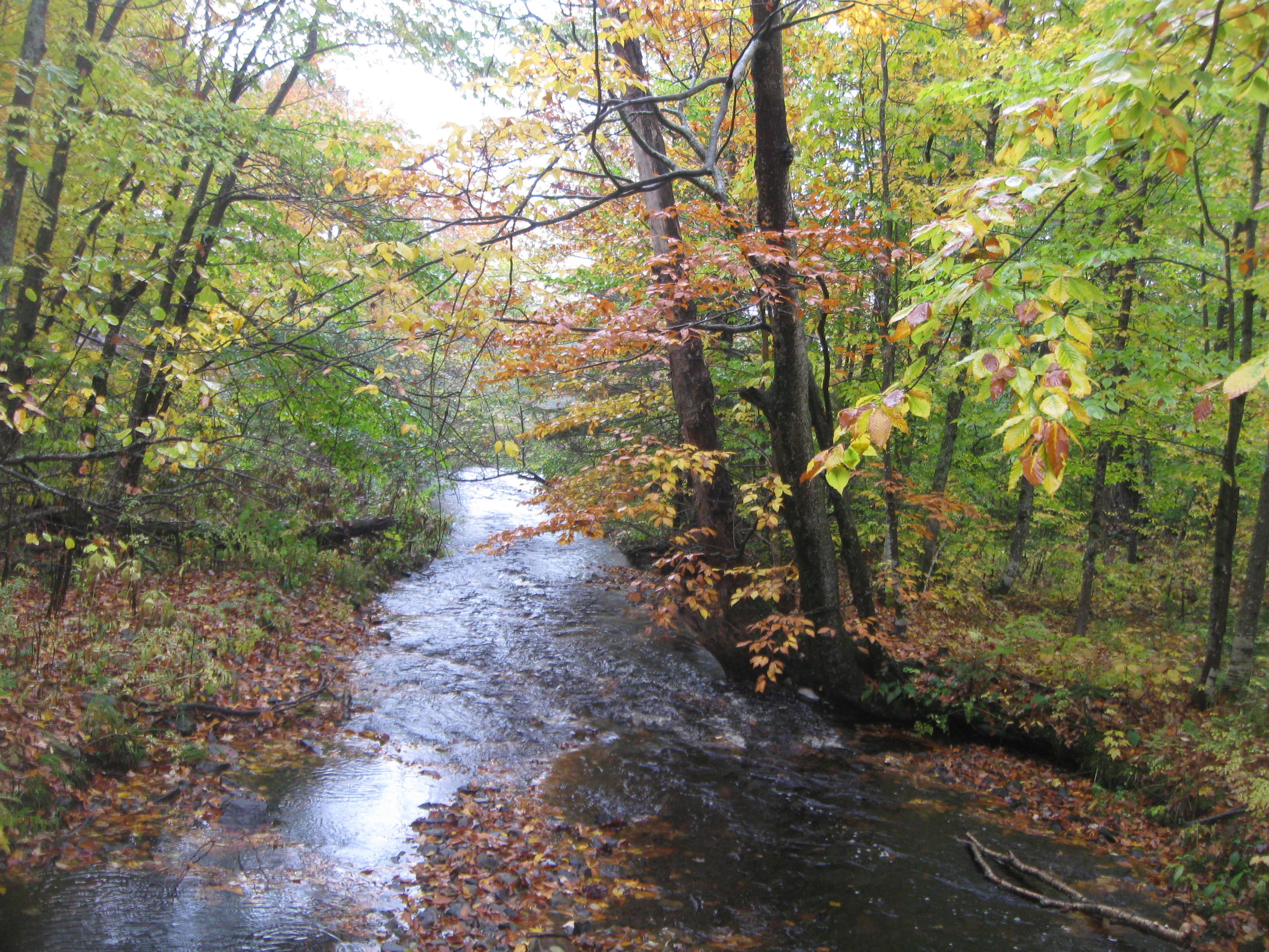 HUNTING TIMBER LAND WANTED! JACKSON COUNTY FOREST LAND