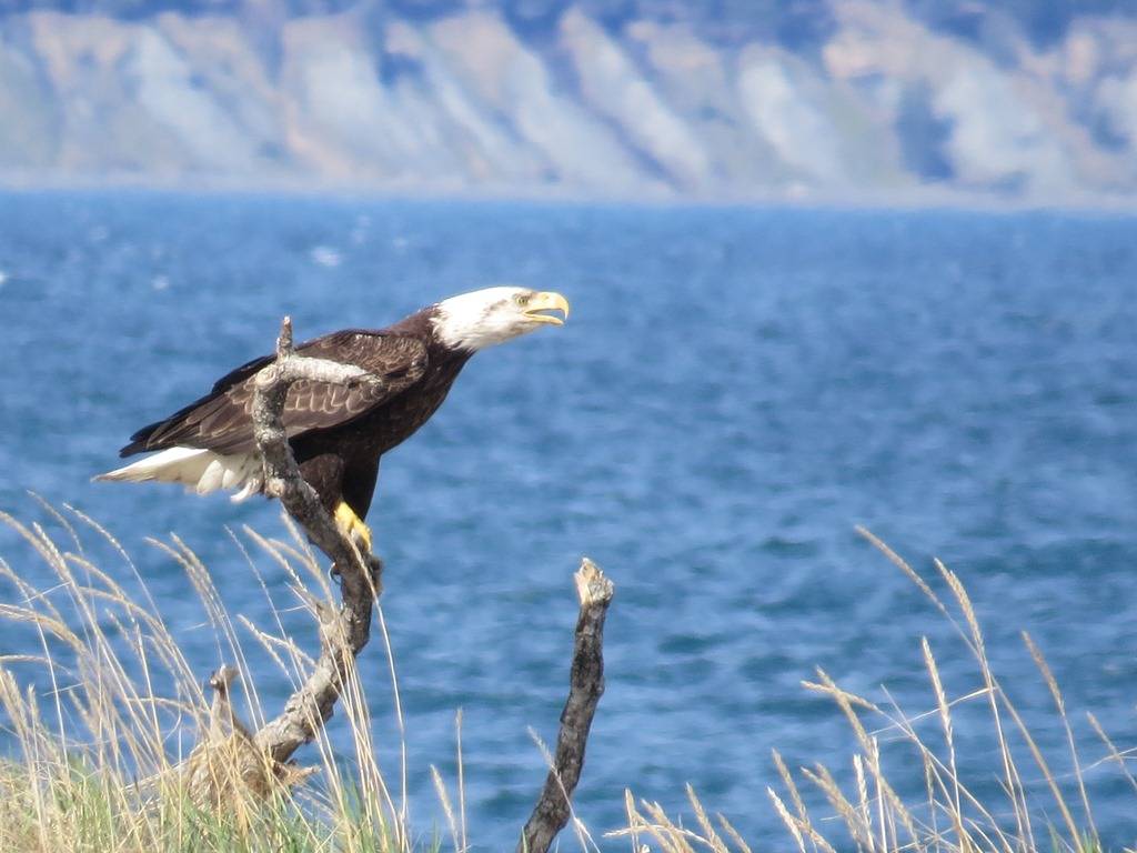 Homer Alaska Good Time to Buy or Sell!