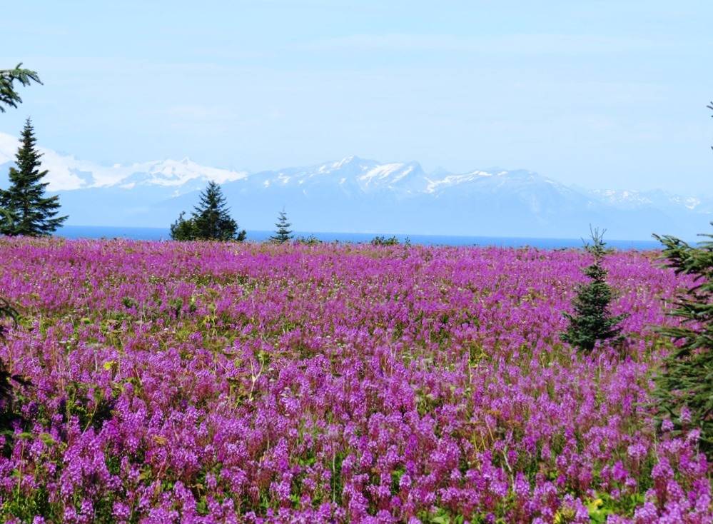 Happy Valley Alaska… Homer Alaska