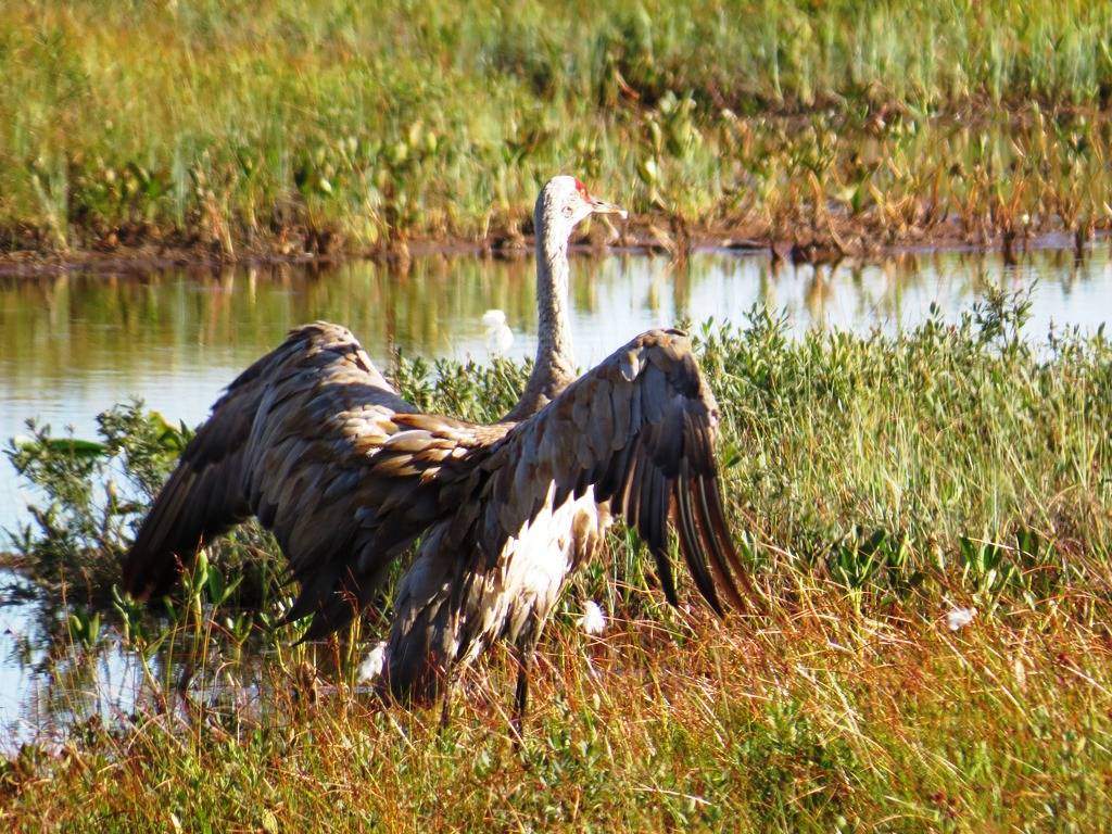 Sandhill Cranes Homer Alaska
