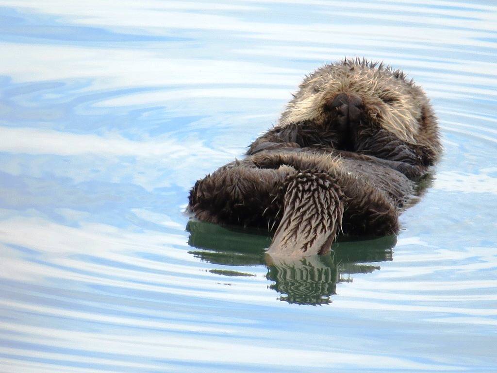 You Otter See these Stats on Homer Alaska Real Estate M