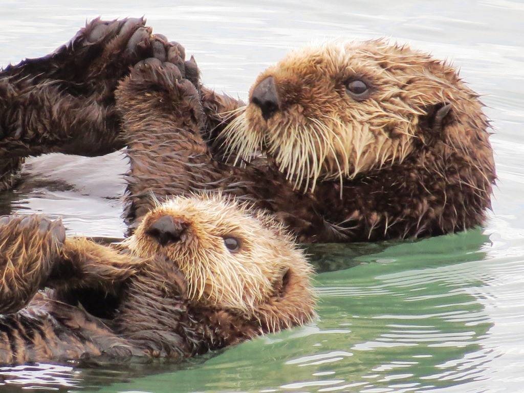 You Really Otter Sea this... Homer Alaska