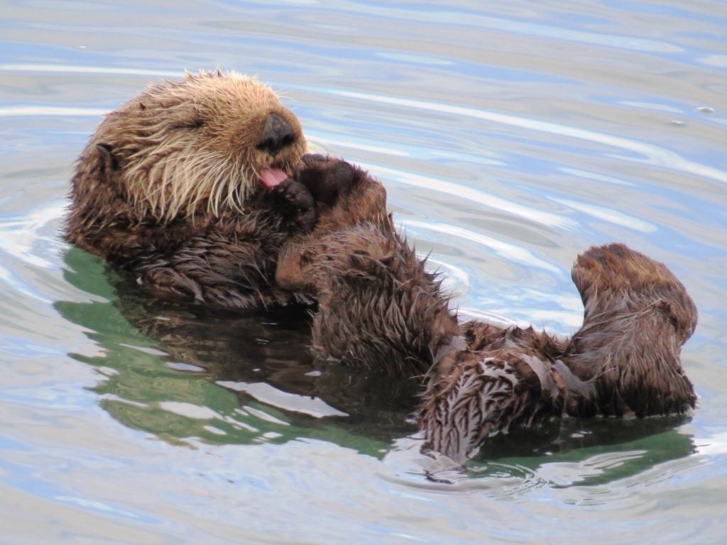 You Really Otter Sea this... Homer Alaska