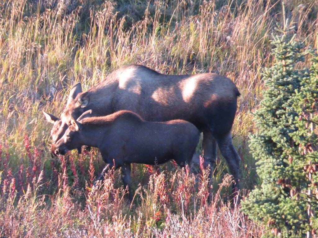 Moose in the Valley.... Anchor Point Alaska