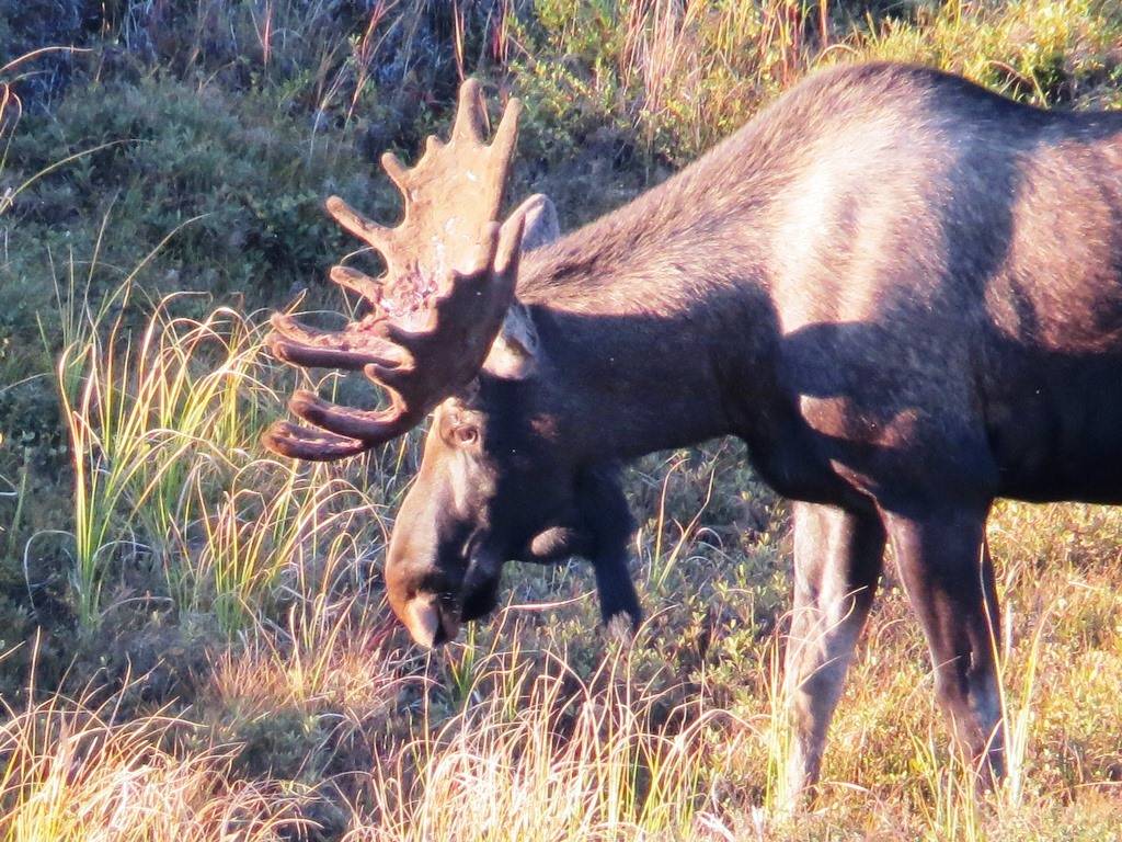 Moose in the Valley.... Anchor Point Alaska