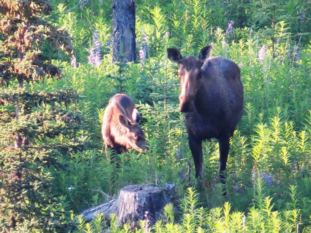 Beautiful Anchor Point Alaska! Market Looks Good too!