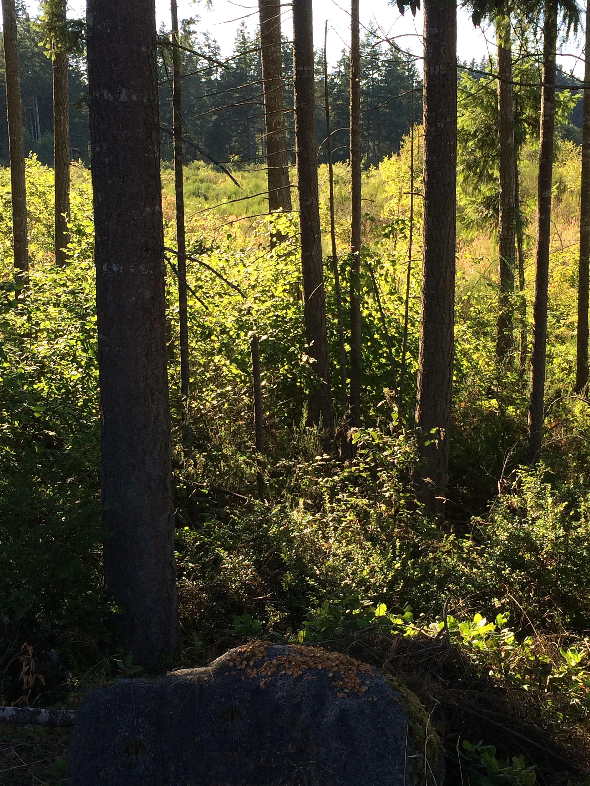 Discovering the wild side of McAllister Park, Olympia WA