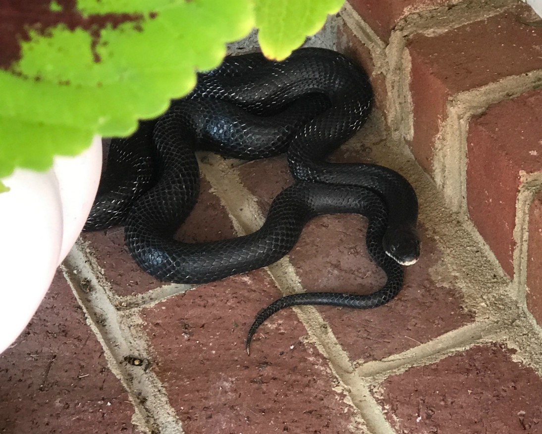 Can I Come In Where It is Cool?