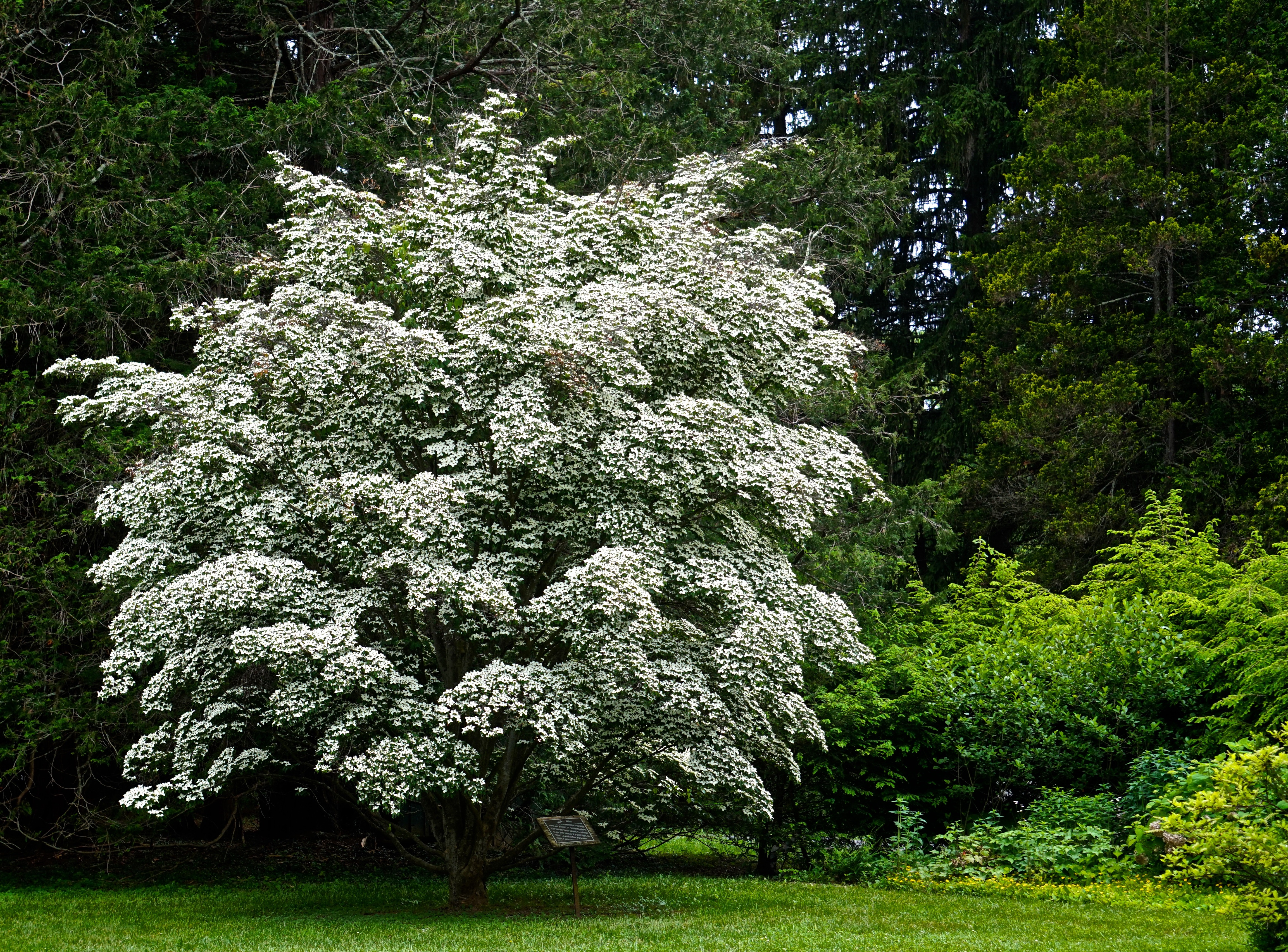 The World's Lushest Dogwood Tree!