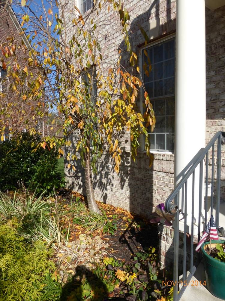 How Big Do Cherry Blossom Trees Get?