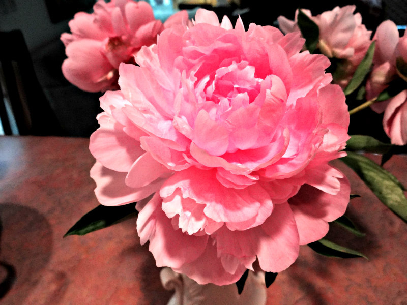 Pink Peonies Memories of New England