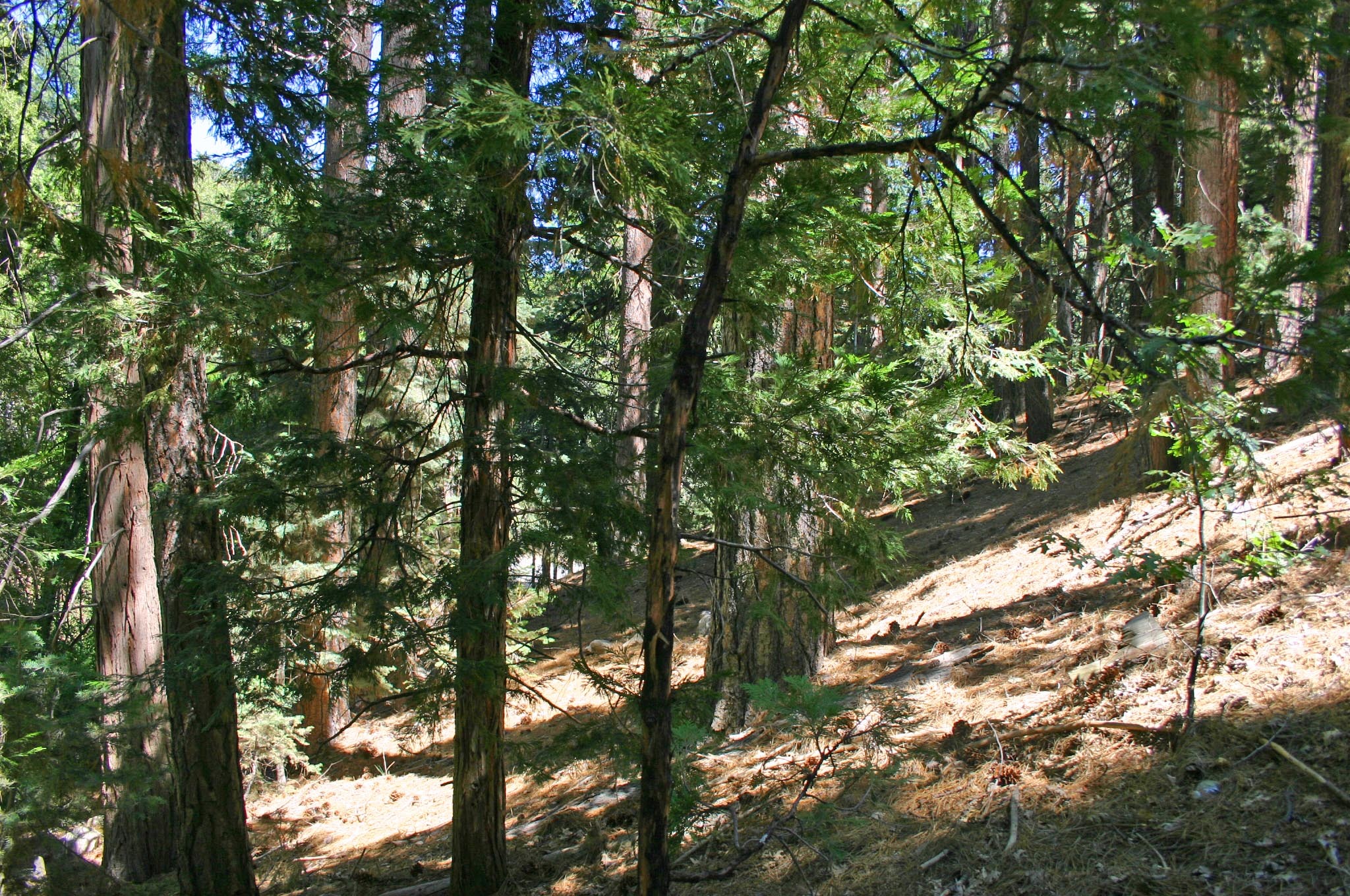 1/4 Acre flag lot in Lake Arrowhead 22,500