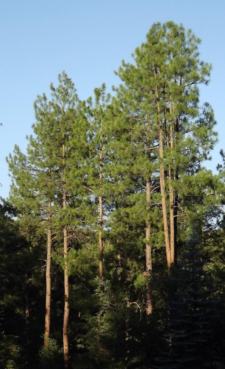 Homes in the Boulders and Ponderosa Pines in Precott