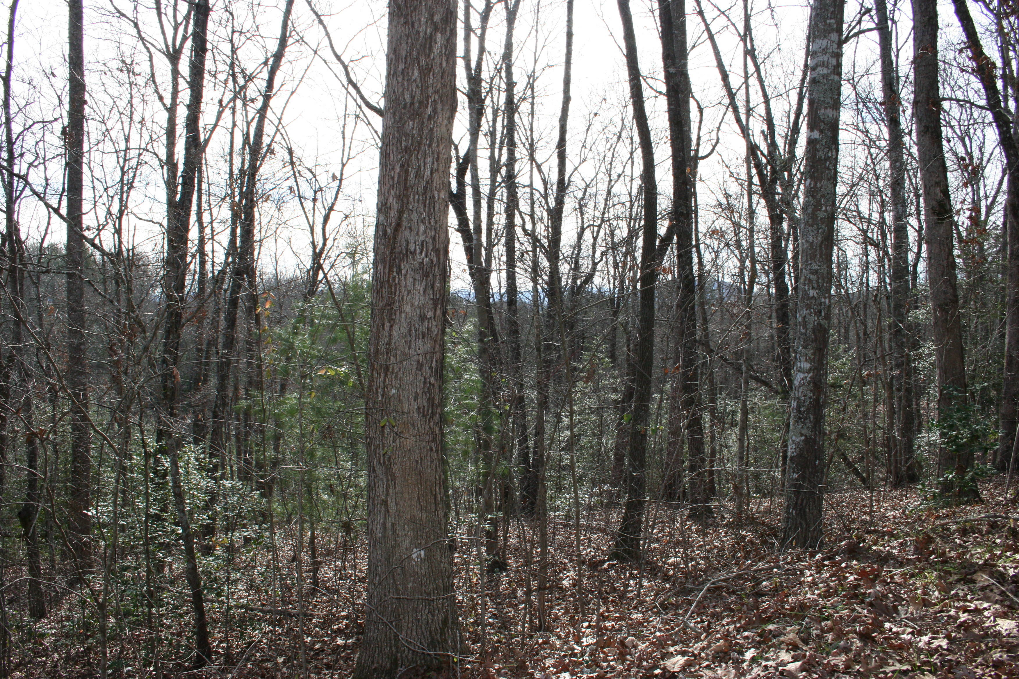 Great Deal on a Murphy, NC building lot!