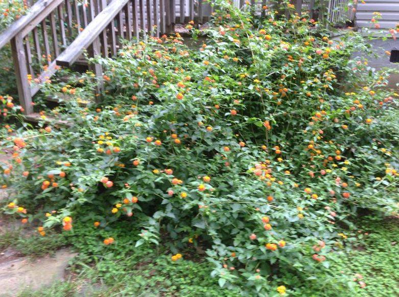 Lantana Easy to grow in pretty and drought re