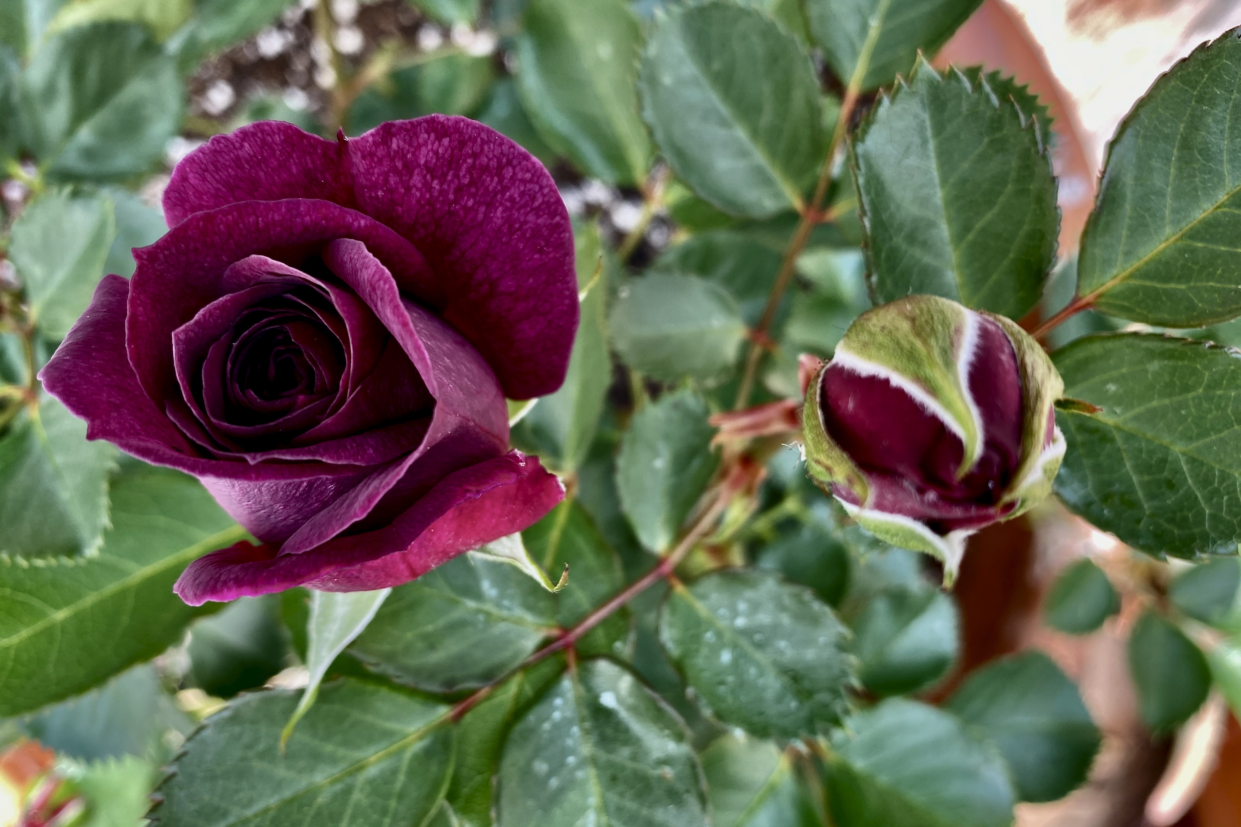 Friday Photo 2 Ebb Tide is Blooming!