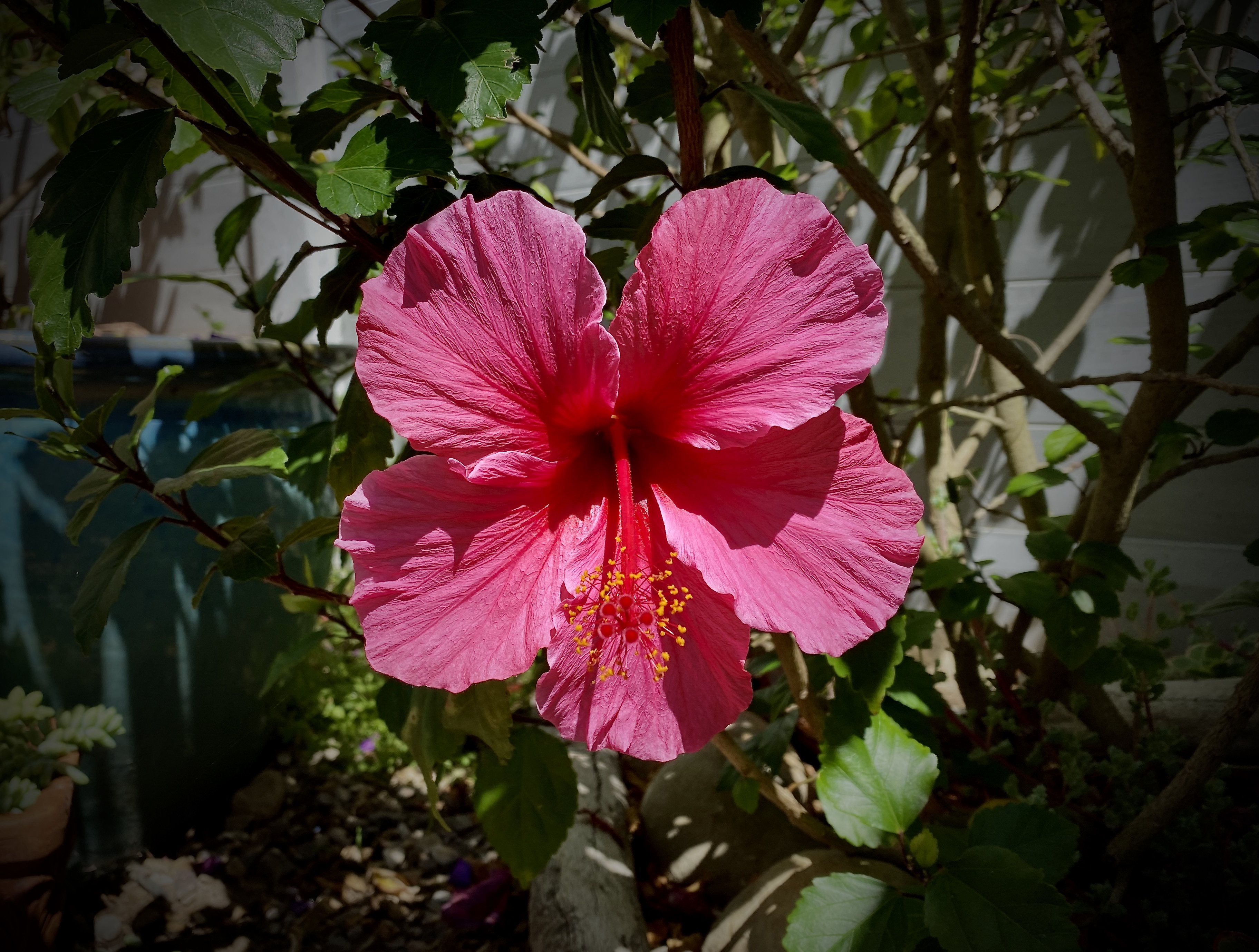 Speechless Sunday Hibiscus In Bloom
